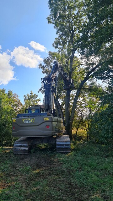 Élagage d'un arbre en bordure de terrain