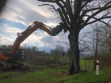 Grande pelleteuse équipée d'un grappin scieur pour l'abattage d'un arbre imposant