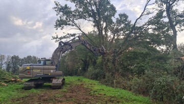 Abattage d'un arbre en milieu rural
