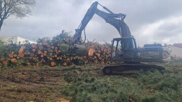 Troncs d'arbres coupés après un abattage massif