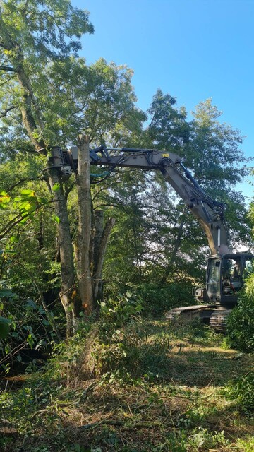 Engin forestier procédant à l'élagage d'un arbre au cœur de la végétation