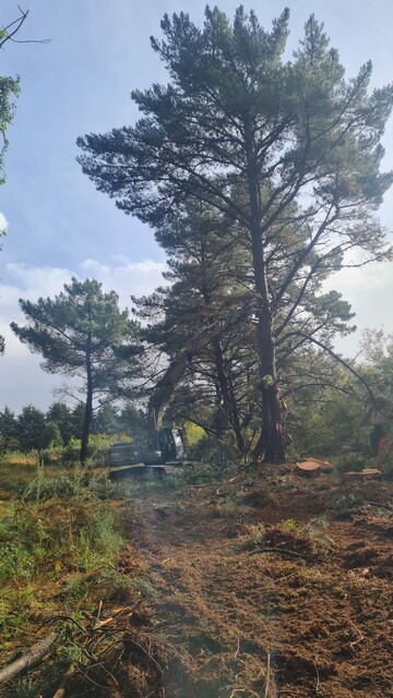 Opération d'élagage d'un grand arbre en zone forestière avec une pelleteuse