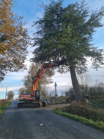 Élagage d'un arbre en bord de route