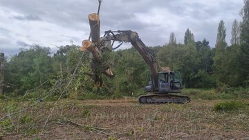 Élagage d'un arbre dans un champ