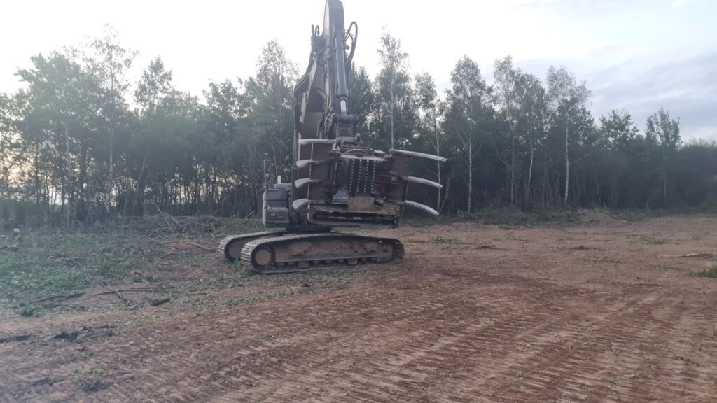 Abattage d'un arbre en milieu boisé
